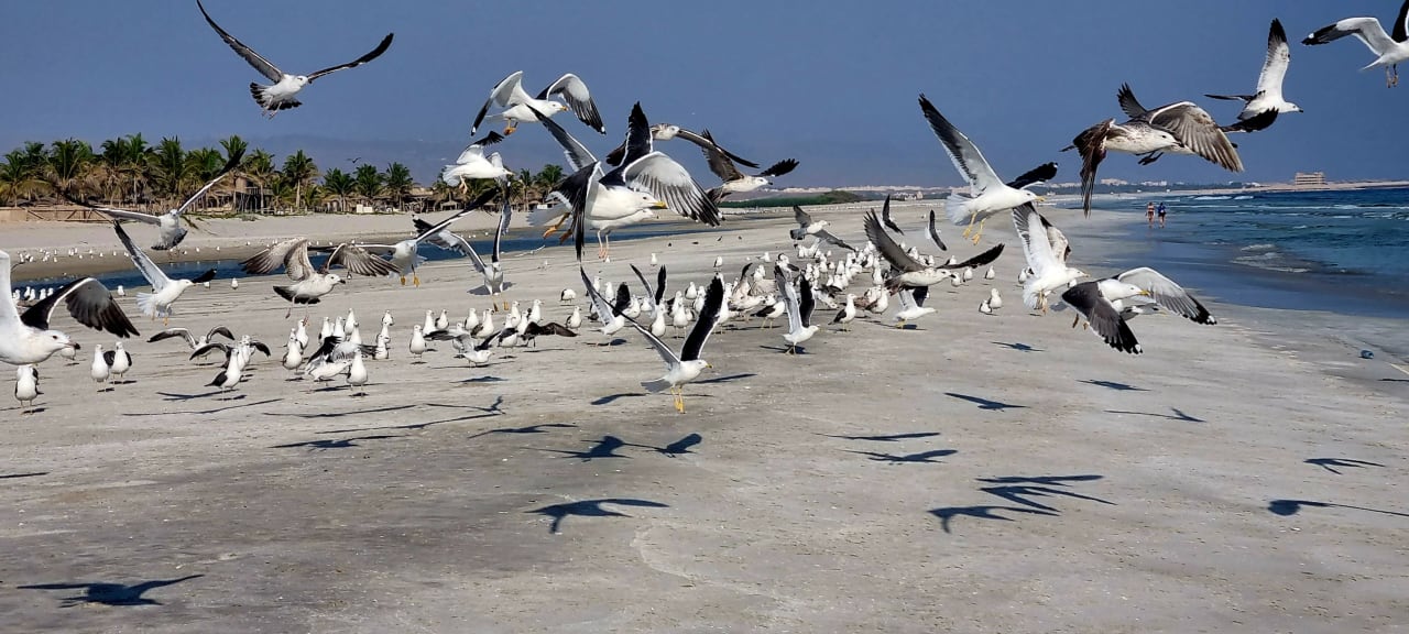 Strand Fanar Hotel & Residences Salalah Beach