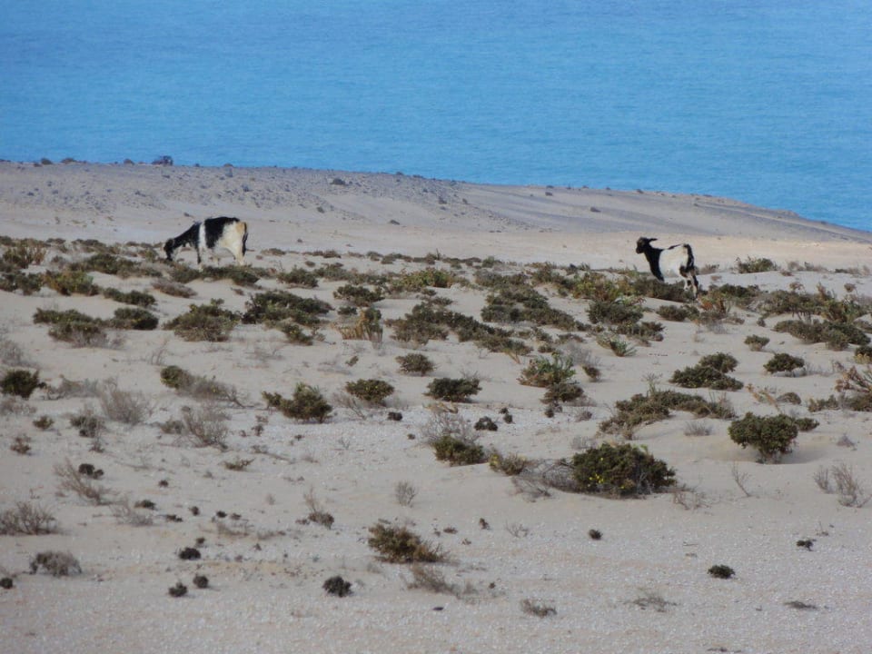 Wanderung zur Westküste H10 Playa Esmeralda - Adults only