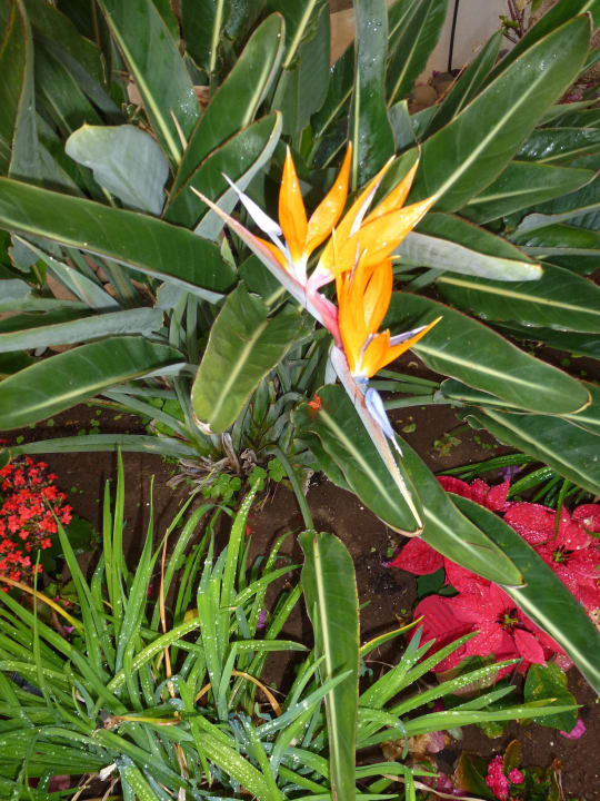 Strelitzie Atlantis Park Resort