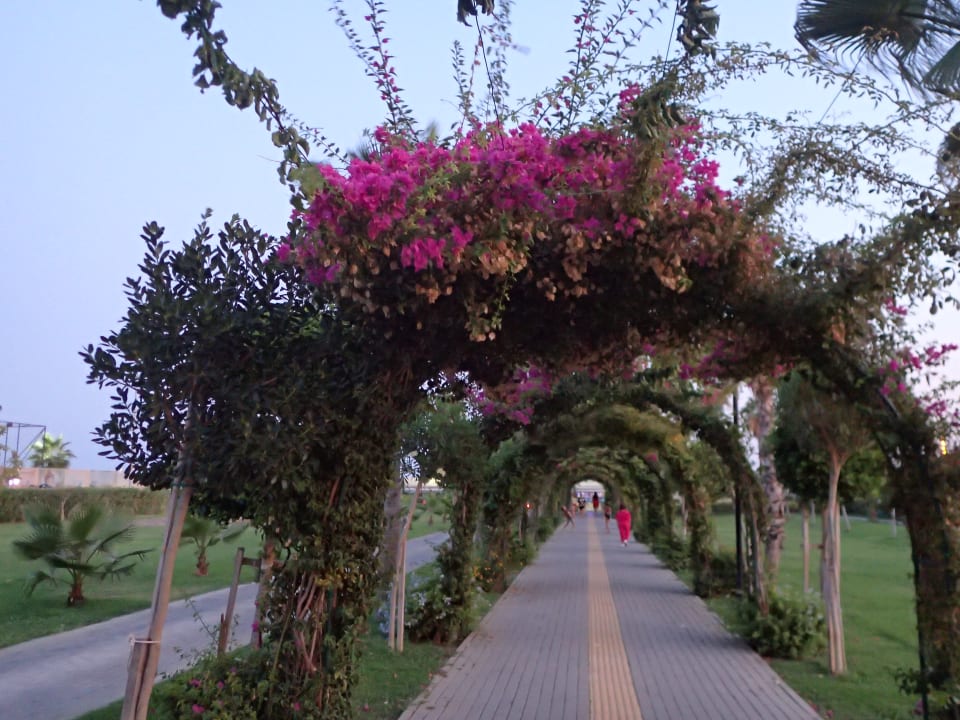 Strand Royal Seginus