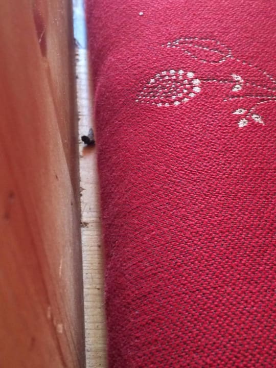 Tote Fliege auf dem Sessel Gut Berg Naturhotel