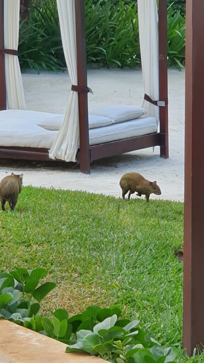 Sonstiges Akumal Bay Beach & Wellness Resort