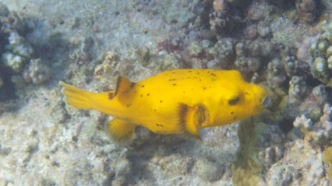 Beim Schnorcheln entdeckt: Kugelfisch Kuramathi Maldives
