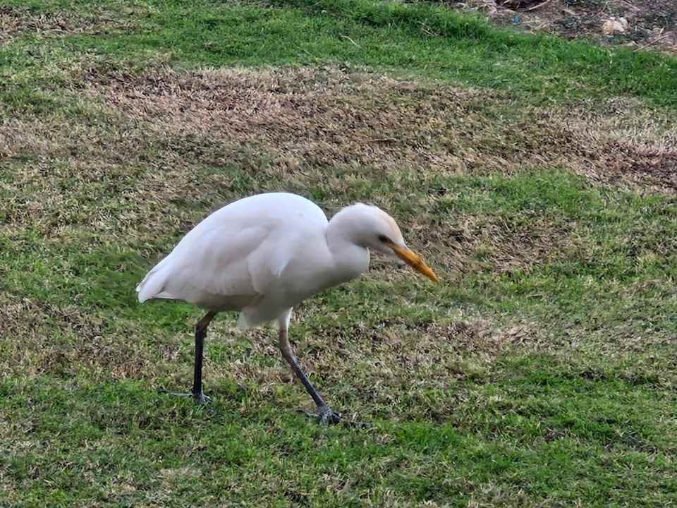 Gartenanlage Novotel Marsa Alam Beach Resort