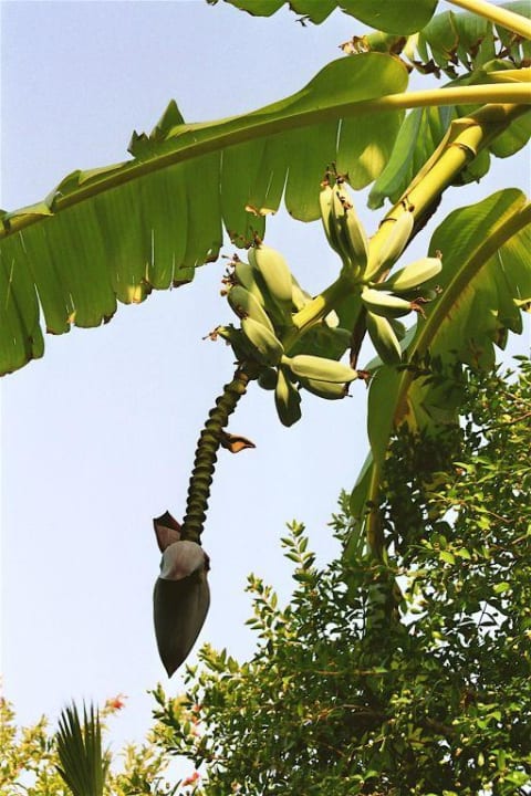 Bananenbäume HARPIN Happy Days Beach Hotel