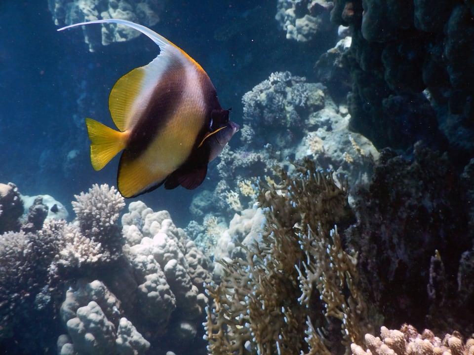 Hausriff Malikia Resort Abu Dabbab