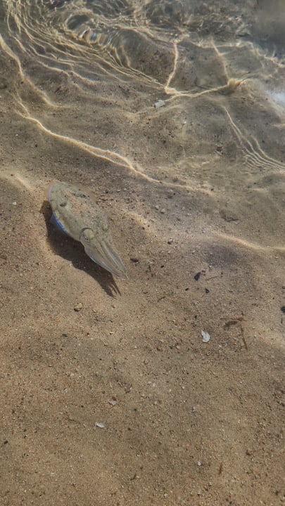 Strand Sentido Caribbean World Soma Bay