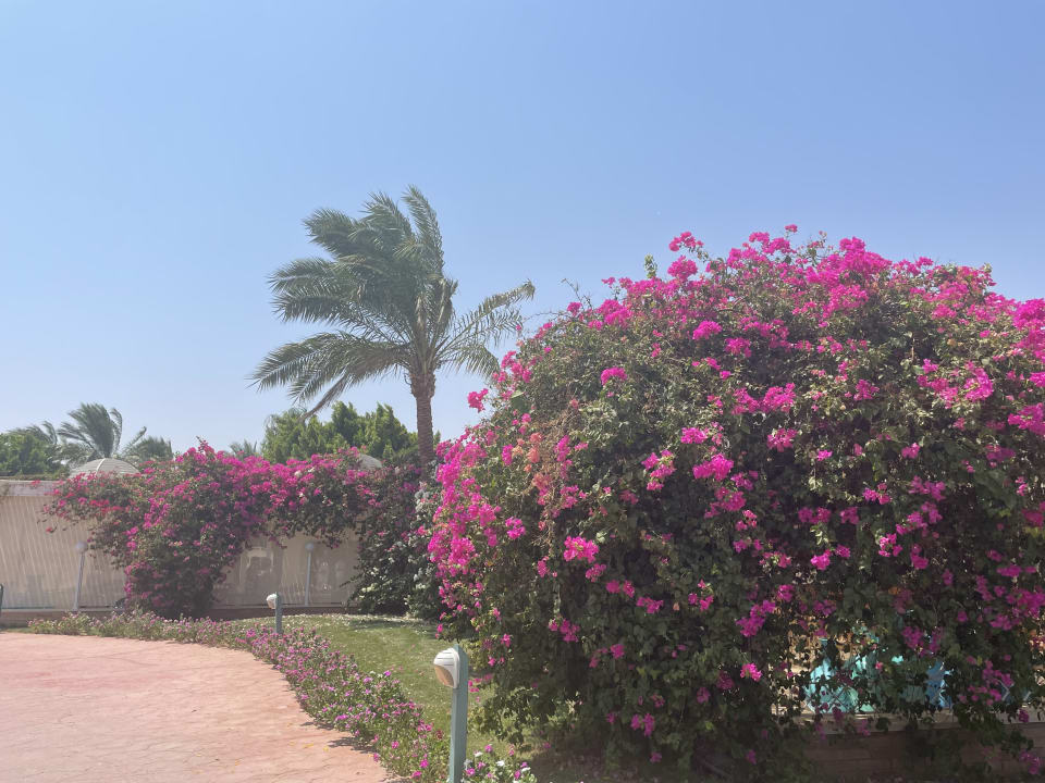 Gartenanlage Desert Rose
