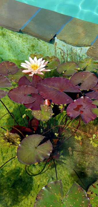 Gartenanlage Seezeitlodge Hotel & Spa