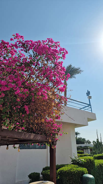 Gartenanlage Shams Safaga Resort