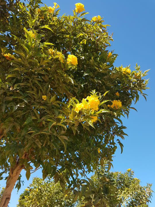 Gartenanlage Cleopatra Luxury Resort Makadi Bay