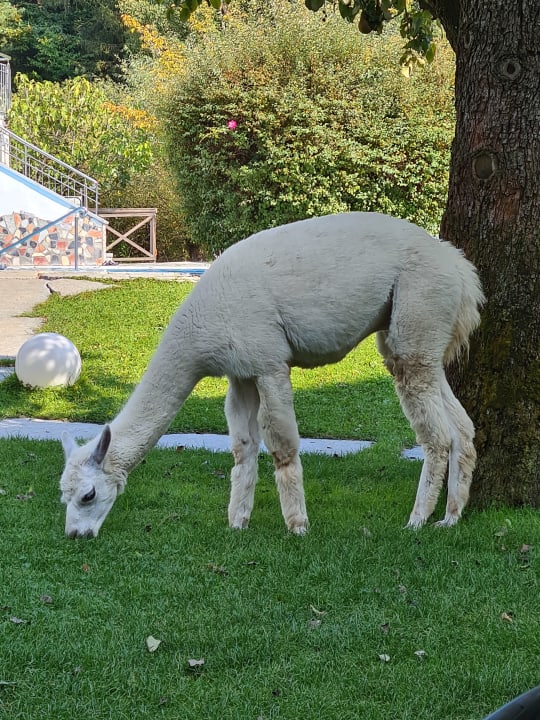 Gartenanlage Gartenhotel Moser