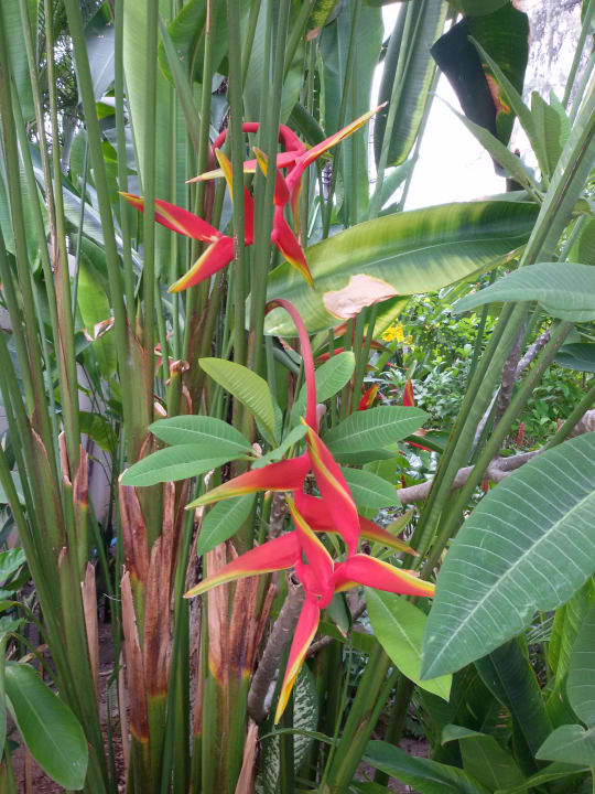 Gartenanlage Best Western Premier Bangtao Beach Resort & Spa