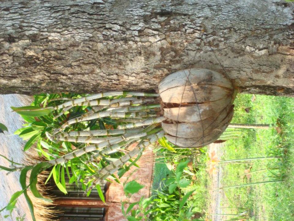 Bambus an der Palme Hotel Relax Bay Koh Lanta