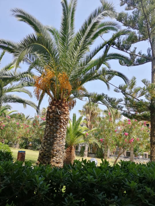 Gartenanlage HARPIN Happy Days Beach Hotel