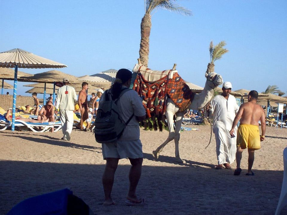 Kamele am Strand Blend Club Aqua Resort