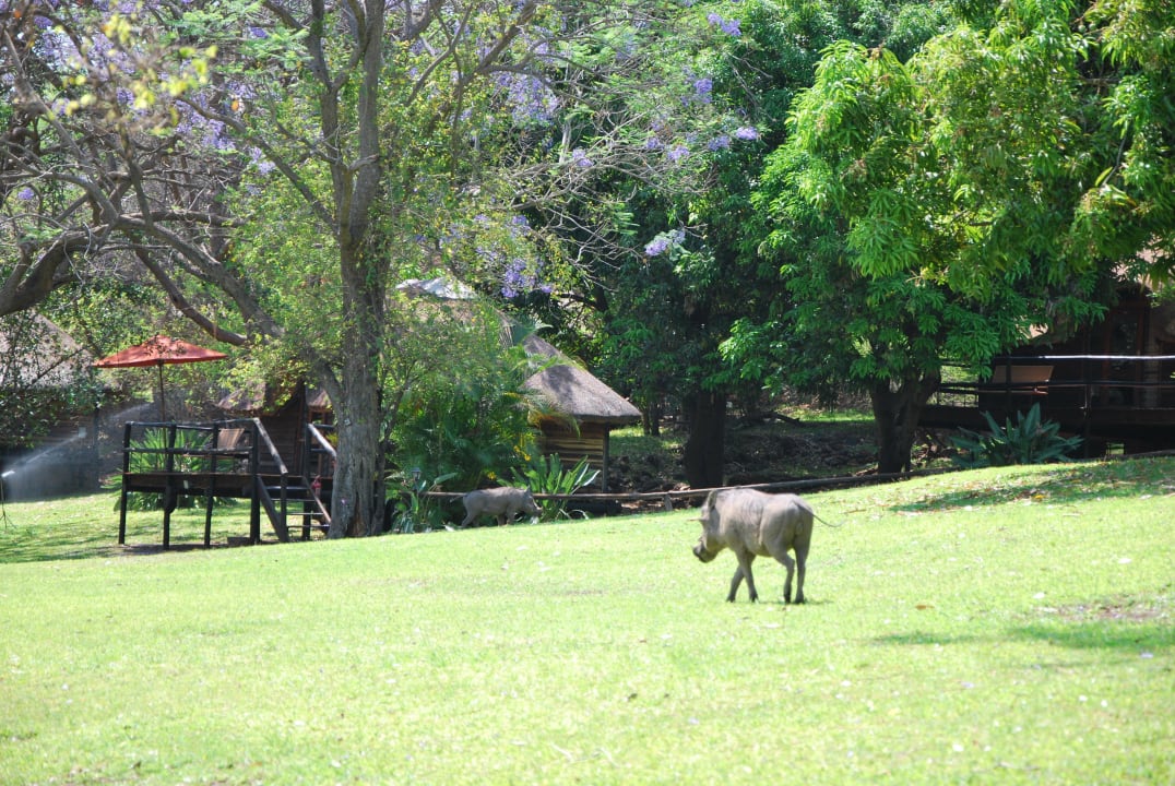 Bungalows Hotel Kubu Lodge