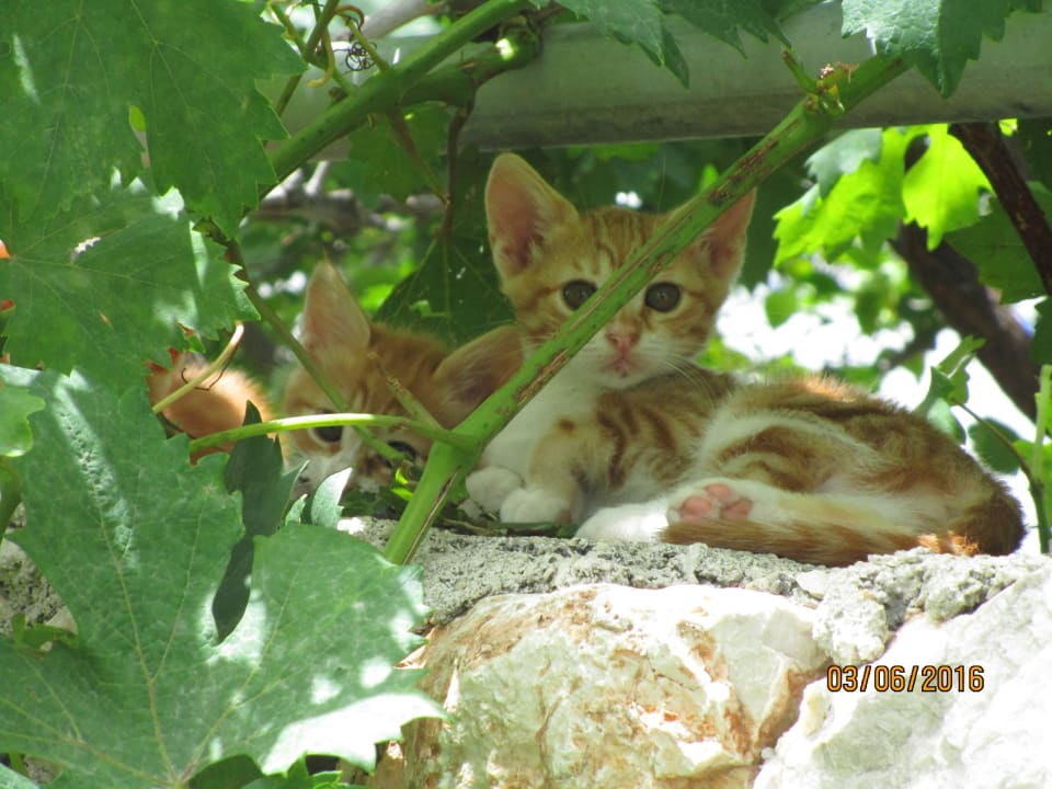 Junge Kätzchen in den Weinranken Hotel Sevastos Studios