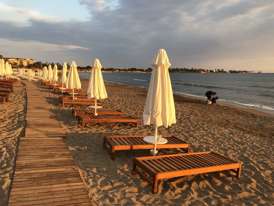 Strand Acanthus Cennet Barut Collection