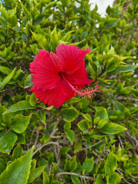 Gartenanlage Marlin Inn Azur Resort