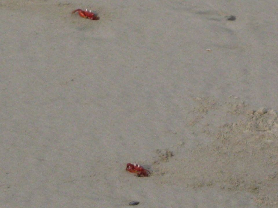 Krebse am Strand (hunderte) aber schön, und stören nicht Hotel Aureum Palace Resort