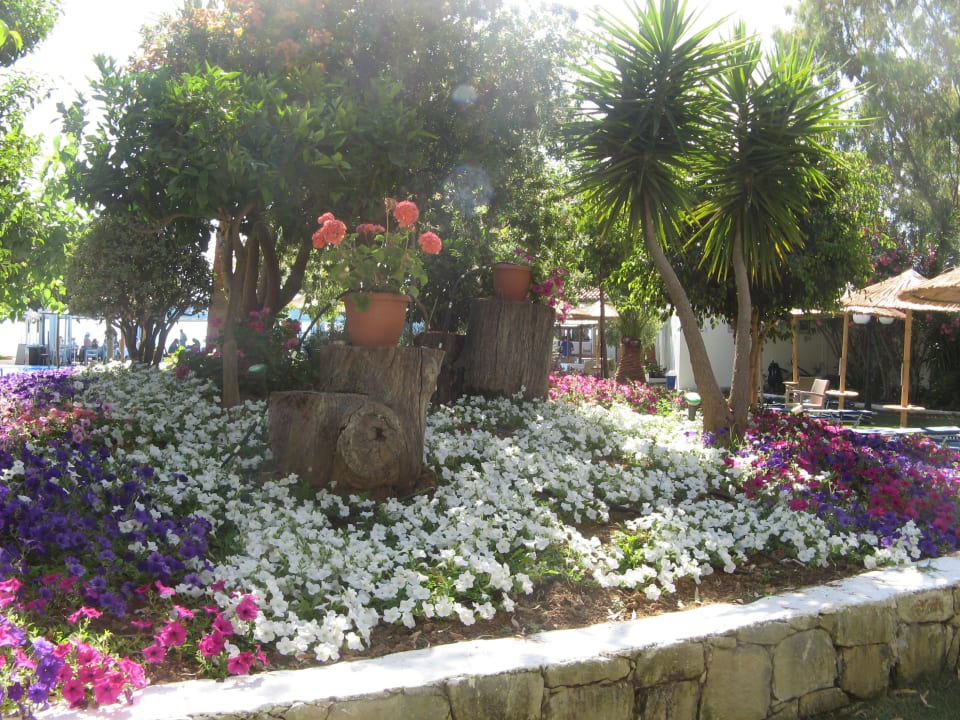 Ein blühendes Paradies Hotel Corissia Princess