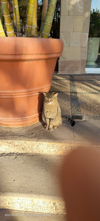 Sonstiges Bull Costa Canaria & Spa - Adults only