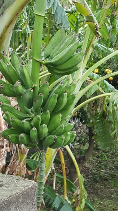 Gartenanlage Hotel Parco dei Principi