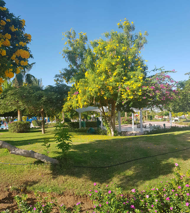 Gartenanlage Desert Rose