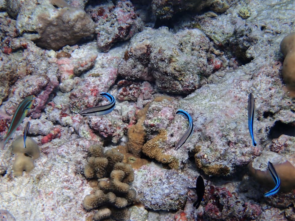 Sport & Freizeit NH Collection Maldives Reethi Resort