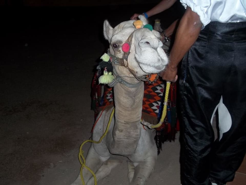 Kamel Mickey Pickalbatros Alf Leila Wa Leila Resort - Neverland Hurghada
