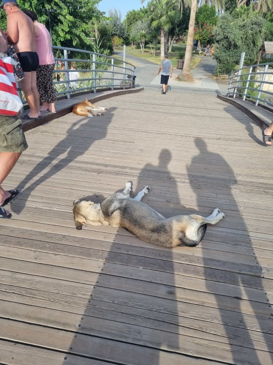 Sonstiges Sunis Evren Beach Resort Hotel & Spa