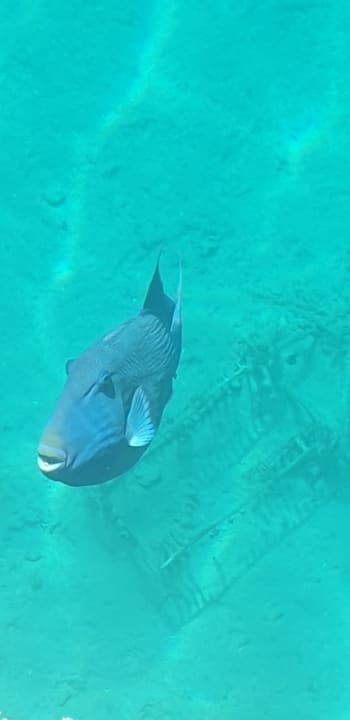 Strand The Grand Hotel Hurghada