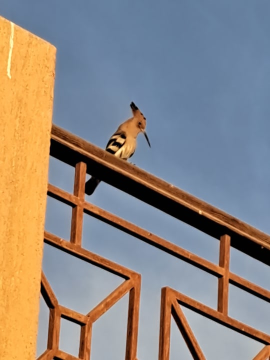 Sonstiges Shams Prestige Abu Soma-Adults Only