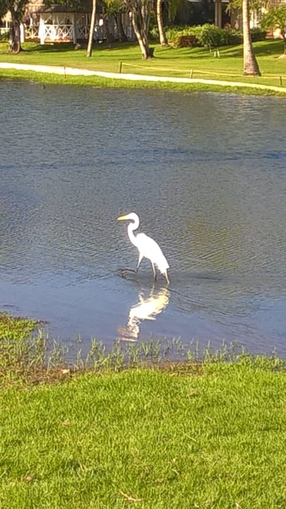 Golfplatz Cocotal Meliá Caribe Beach Resort-All Inclusive