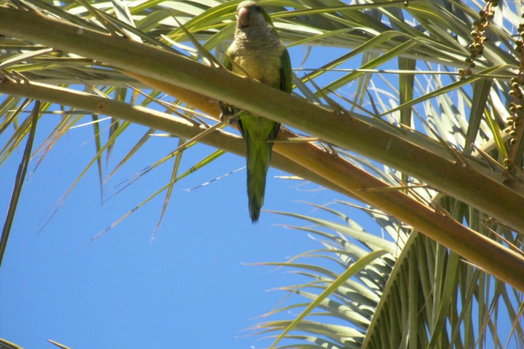 Papagei Sahara Beach Club