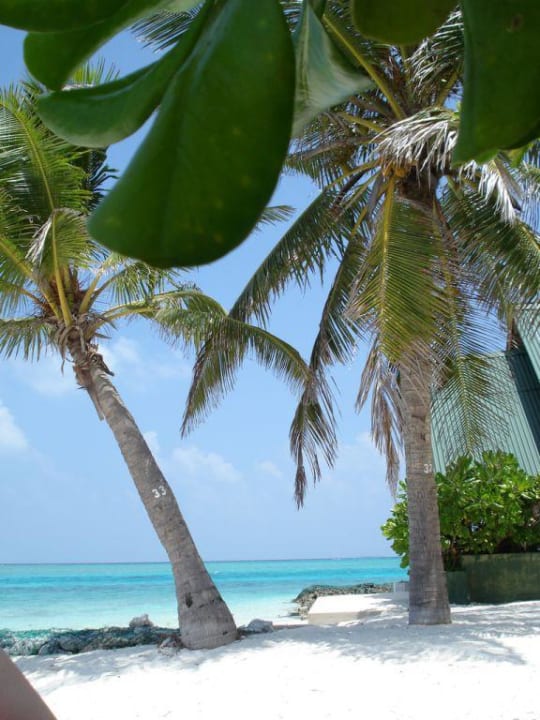Unter Palmen Summer Island Maldives