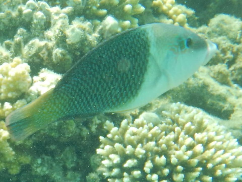 Bannerlippfisch Fort Arabesque Resort, Spa & Villas