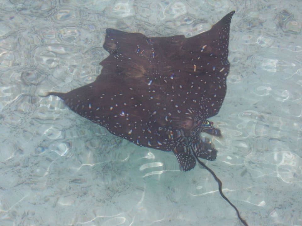 Rochen bei den Wasserbungalows Baros Maldives Resort