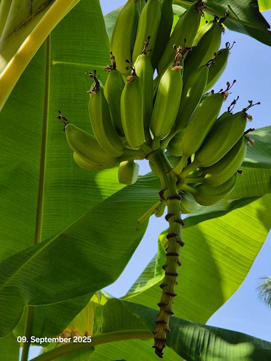 Gartenanlage Hotel Villaggio Il Gabbiano