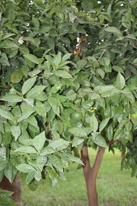 Турташ Club Turtas Beach Hotel