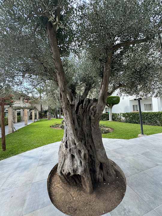 Gartenanlage Playa Garden Selection Hotel & Spa