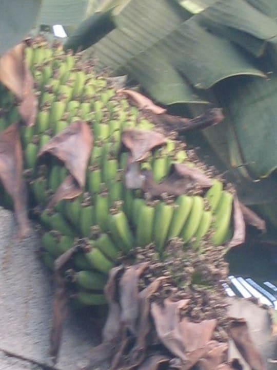 Bananen La Palma Princess