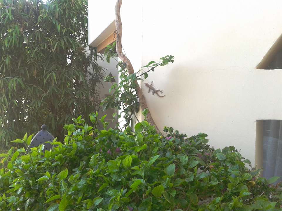 Eidechse an der Wand Ghazala Gardens