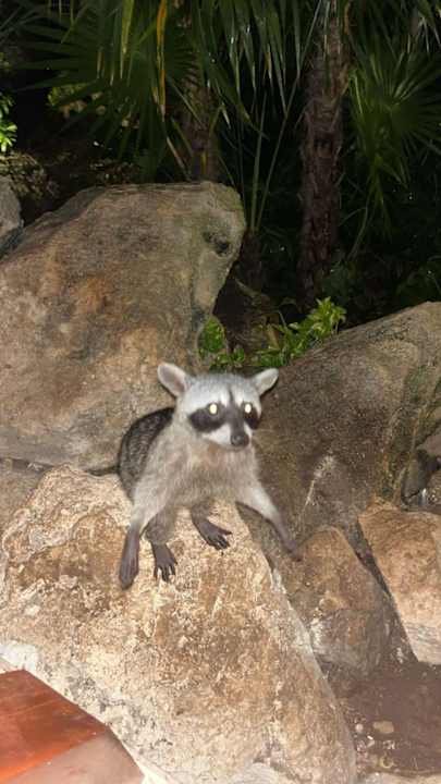 Gastro Iberostar Waves Quetzal