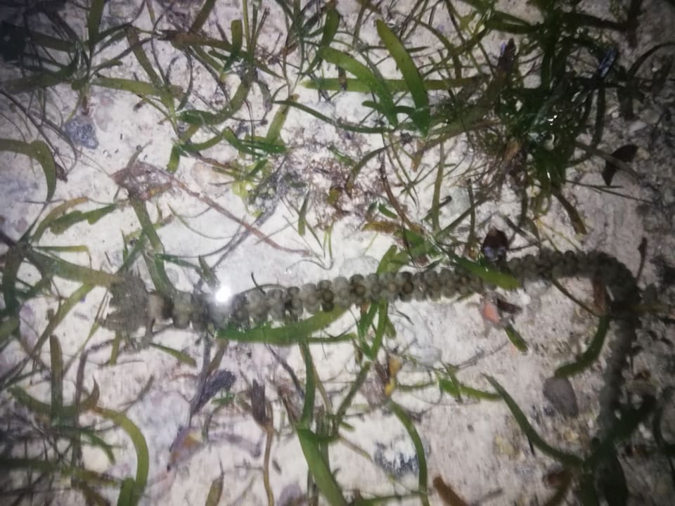 Strand Karafuu Beach Resort & Spa