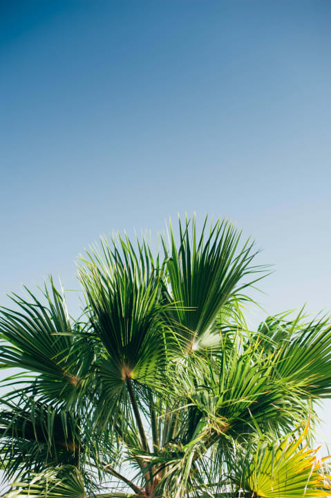Palmtree Hotel Parque Tropical