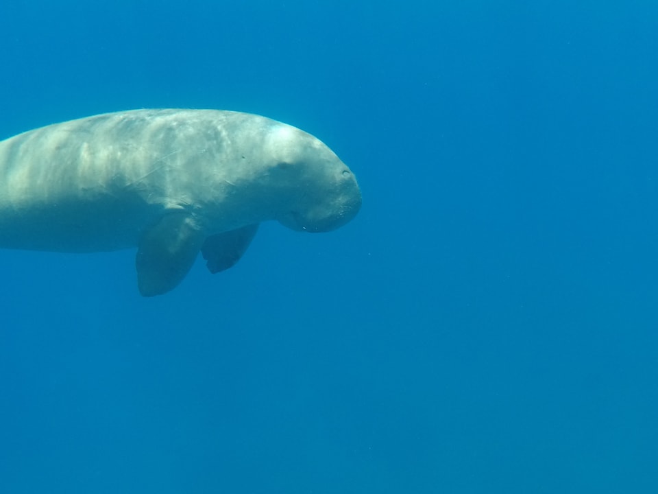 Sport & Freizeit Malikia Resort Abu Dabbab