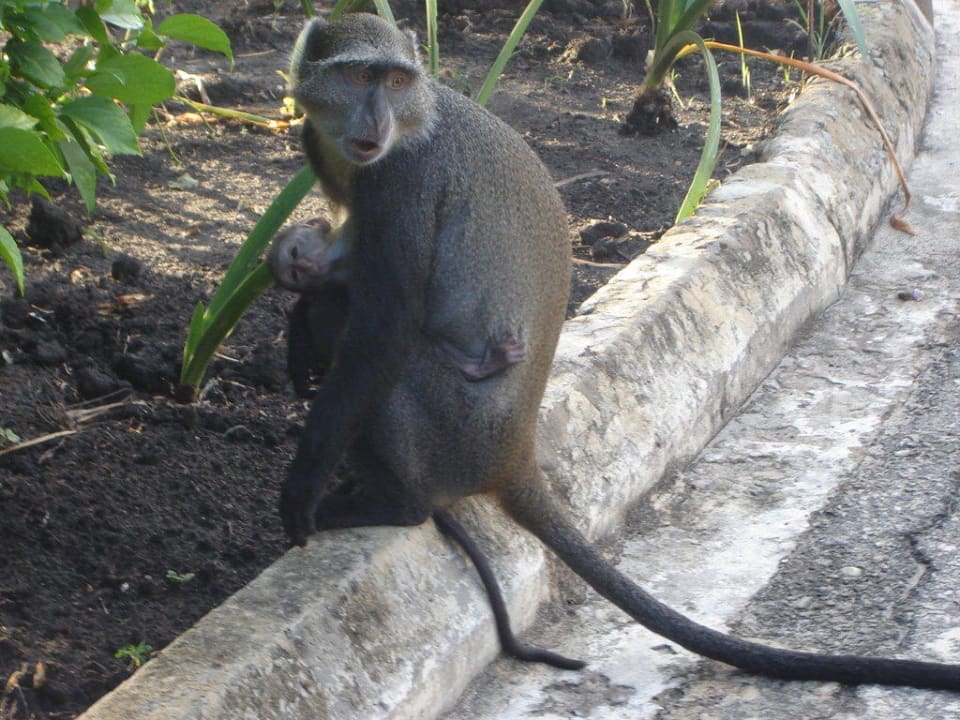 Mutter mit Baby Hotel Diani Sea Lodge