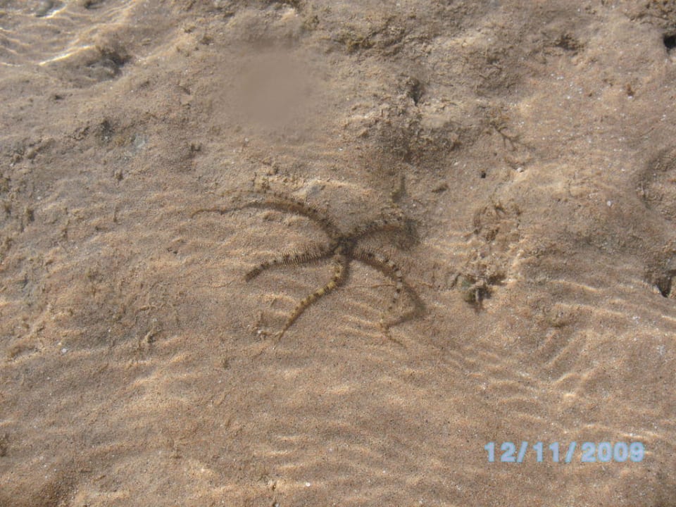 Bei Ebbe Grand Makadi